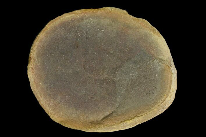 Fossil Jellyfish (Essexella) In Ironstone, Pos/Neg - Illinois #120916
